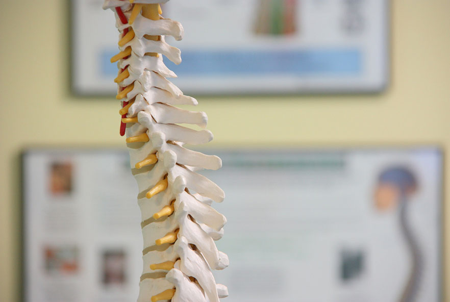 Medical model of a spinal column